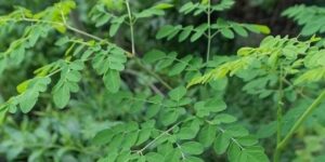 10 Manfaat Luar Biasa Teh Daun Kelor Kering untuk Kesehatan Anda