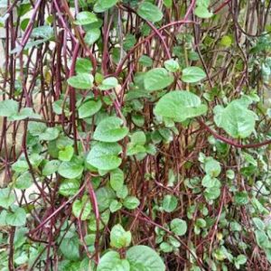 10 Manfaat Makan Daun Binahong Mentah