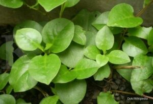 Cara Mengobati Gatal dengan Daun Binahong