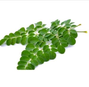 Rahasia Kesehatan Alami dengan Daun Kelor: Manfaat, Cara Membuat, dan Aturan Konsumsi