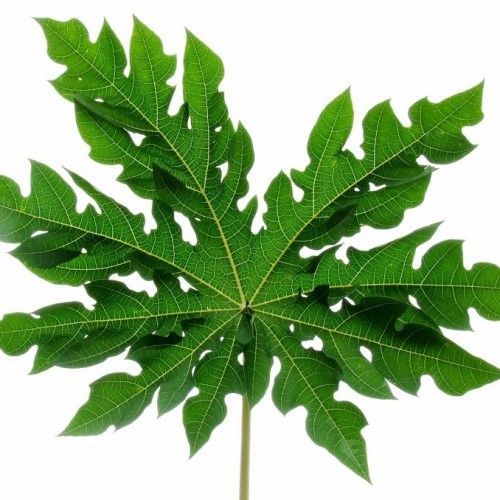 Ciri ciri Daun Menjari