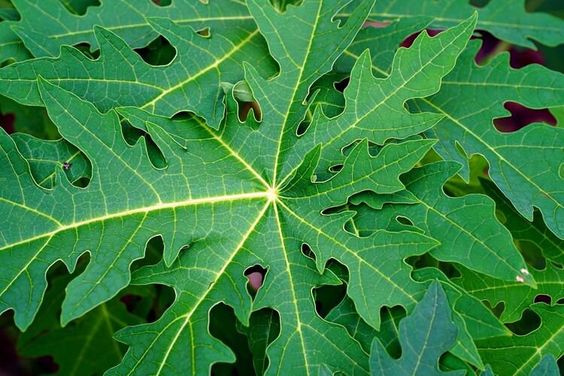 Daun Pepaya untuk Asam Lambung