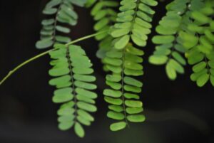 9 Manfaat Daun Saga untuk Burung