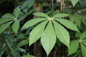Nama Ilmiah Daun Singkong