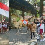 agustusan royal safari garden