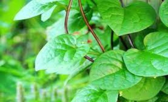 Kegunaan Daun Binahong Untuk Kesehatan