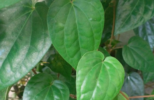 Manfaat Daun Paliasa untuk Kesehatan Lambung