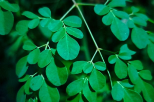 4 Efek Samping Daun Kelor yang Perlu Anda Ketahui