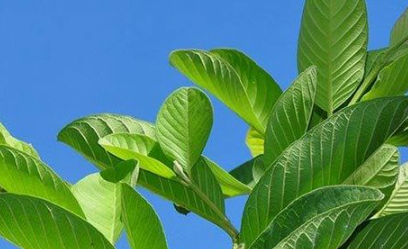 Apa Fungsi Daun Pada Tumbuhan