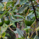 Efek Samping Minum Rebusan Daun Alpukat