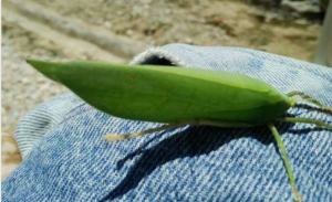 Begini Cara Adaptasi Belalang Daun