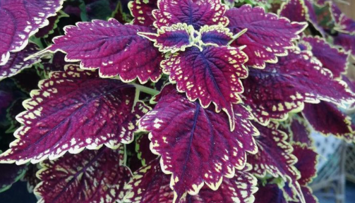 Efek Samping Daun Jawer Kotok