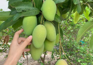 Mangga Berkembang Biak dengan Cara?