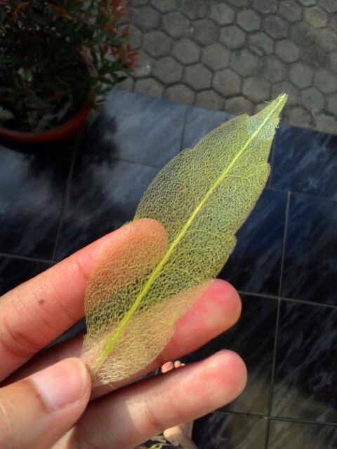 Tulang Daun Tumbuhan Monokotil Adalah?
