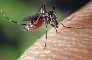 Waspadai DBD, Terapkan Prinsip 3 M Ini Untuk Memberantas Sarang Nyamuk Aedes Aegypti