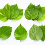 Berikut ini 11 manfaat daun sirih Daun sirih adalah tanaman herbal yang telah lama dikenal memiliki beragam manfaat bagi kesehatan