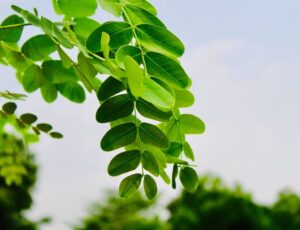 Asam Lambung Naik? Coba 10 Daun Untuk Asam Lambung Tinggi Ini