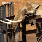 Charlie adalah nama gajah terakhir yang dilepasliarkan dari kebun binatang Afrika Selatan atas usaha CEO Four Paws, Josef Pfabigan.