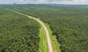 Potensi Besar Perkebunan Kelapa Sawit Kalsel