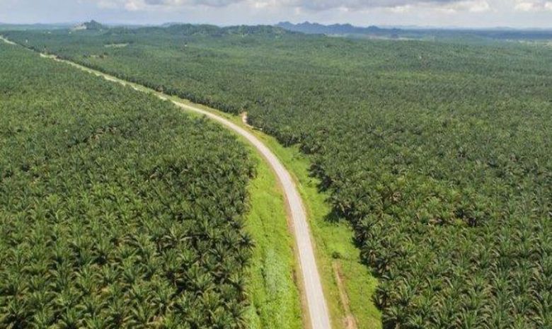perkebunan kelapa sawit