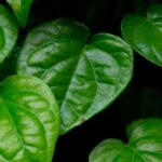 daun sirih
