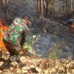 kebakaran hutan