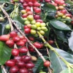 kopi unggulan jawa barat