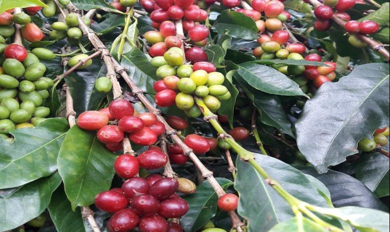 kopi unggulan jawa barat