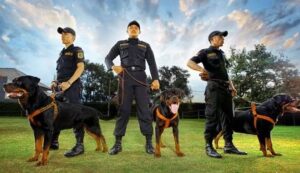 CPNS 2024 di Kemenkeu Siapkan Formasi Untuk Pawang Anjing Pelacak