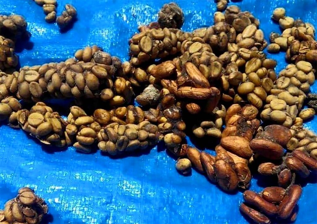 Kopi Luwak Bondowoso Tinggal Cerita