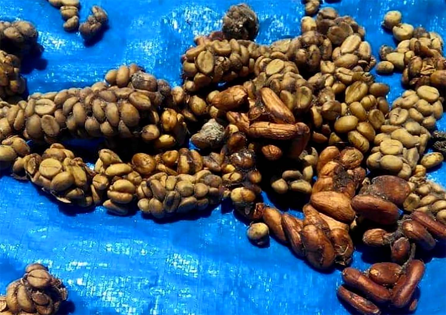 kopi luwak bondowoso