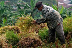 Pertanian Indonesia Hadapi 4 Tantangan Ini, Indef: Harus Jadi Perhatian Serius Pemerintahan Baru