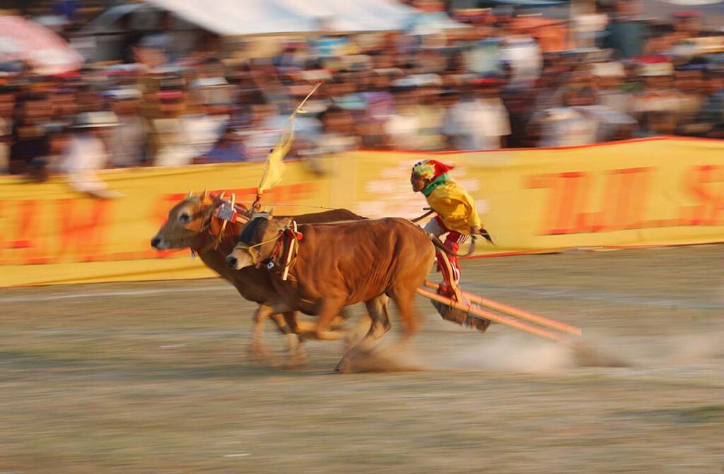 Karapan Sapi Piala Presiden kini Gunakan Penjurian Secara Digital