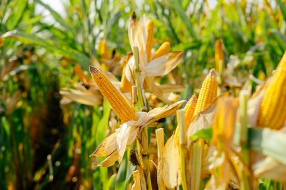 Analisa Usaha Tani Jagung 1 Hektar