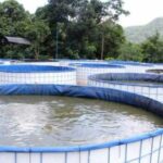 Analisis Usaha Ikan Nila
