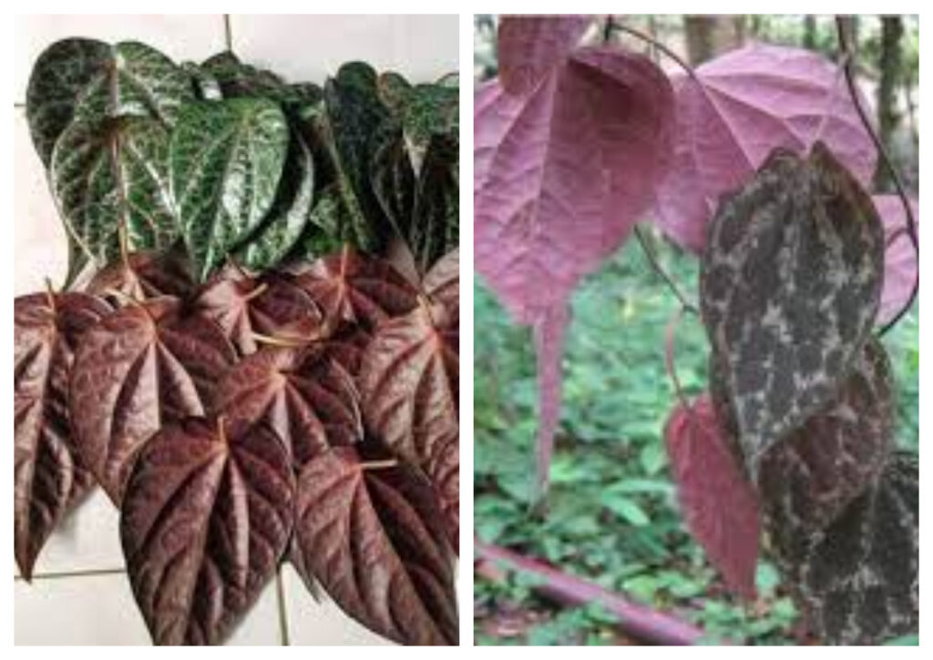 Mengoptimalkan Kesehatan dengan Daun Sirih Merah