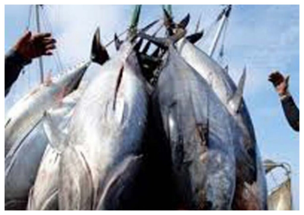 Indonesia Tingkatkan Ekspor Perikanan: Tuna Kaleng dari Banyuwangi Masuk Pasar Kanada