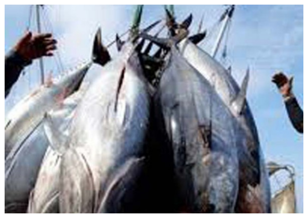 Ikan tuna