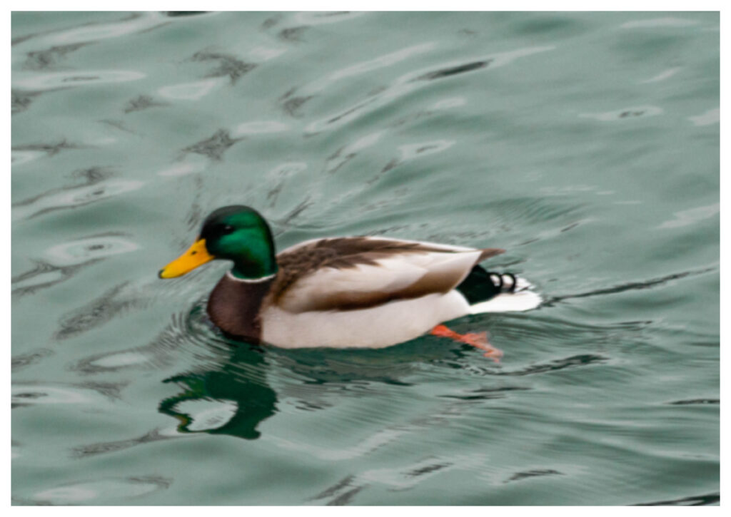 Duck Syndrome: Fenomena Tersembunyi di Balik Tekanan Hidup