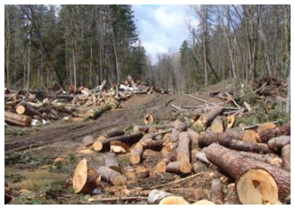 Tukang Gundulin Hutan Ditangkap, KLHK Bongkar Jaringan Kayu Ilegal di Kalimantan