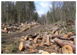 Tukang Gundulin Hutan Ditangkap, KLHK Bongkar Jaringan Kayu Ilegal di Kalimantan