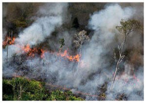 Ekosida: Tiga Negara Usulkan Sebagai Kejahatan Internasional