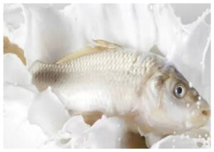 Ini Manfaat Susu Ikan untuk Kesehatan dan Cara Penyajiannya