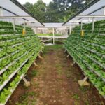 Ide Usaha di Desa dengan Modal 100 Juta