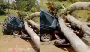 Parah Pohon Tumbang Timpa Mobil Tiga Orang Bersaudara Tewas
