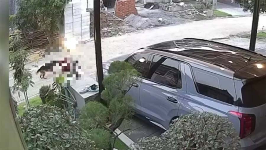 Anjing Herder Disuntik Mati, setelah Menyerang Warga Semarang