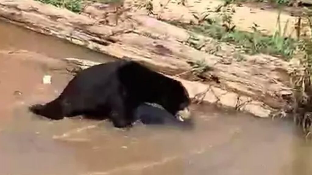 Beruang Madu Masuki Permukiman di Marabahan Kalsel 