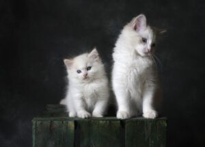 Arti Mimpi Kucing Menyerang Menurut Ibnu Sirin Bisa Bikin Terkejut, Ada Rezeki atau Justru Petaka?