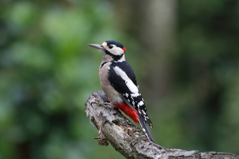 burung pelatuk