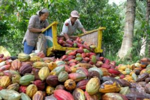 Harga Kakao Melambung Tembus Rp 90.000/Kg, Petani di Lebak Girang